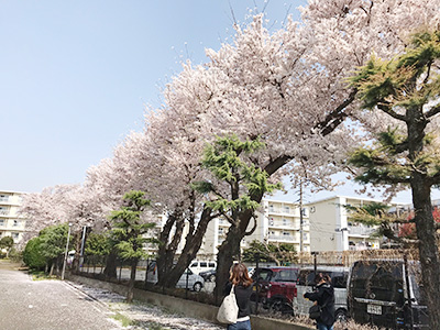 桜